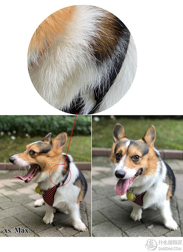 苹果xrmax，苹果xr和苹果xs max该怎么选（Max详细评测附带充电器推荐）