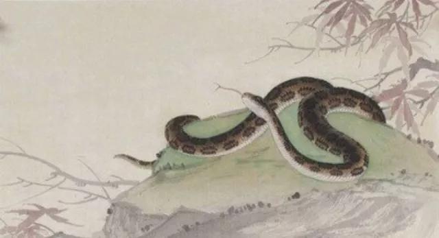 胡黄白柳灰五仙，东北人供奉的“胡黄白柳灰”5位大仙都是啥（民间五大仙家“狐黄白柳灰”）