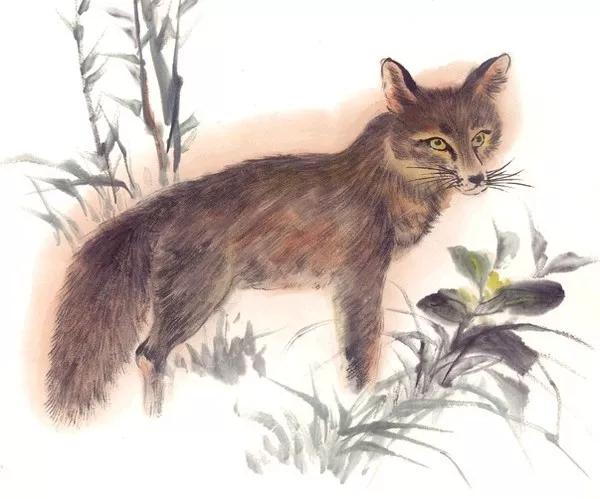 胡黄白柳灰五仙，东北人供奉的“胡黄白柳灰”5位大仙都是啥（民间五大仙家“狐黄白柳灰”）