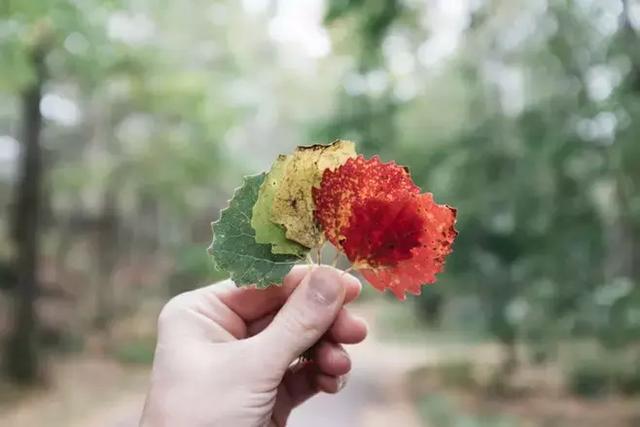 秋风习习的意思,秋风瑟瑟的意思(孩子期中作文或许用得上) 秋风习习的意思,秋风瑟瑟的意思(孩子期中作文或许用得上)