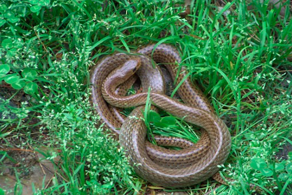 五毒是哪几种动物，五毒是哪几种动物五毒哪种最毒（农村常说的“五毒”都有什么）