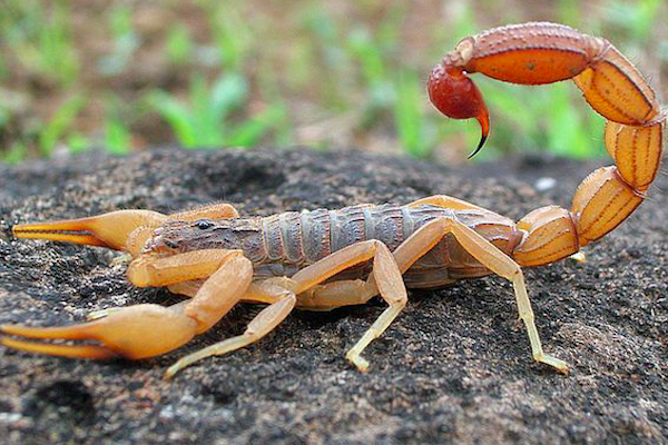 五毒是哪几种动物，五毒是哪几种动物五毒哪种最毒（农村常说的“五毒”都有什么）