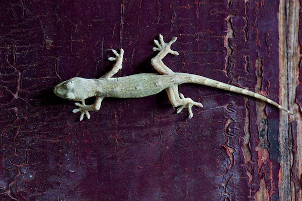 五毒是哪几种动物，五毒是哪几种动物五毒哪种最毒（农村常说的“五毒”都有什么）