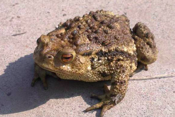 五毒是哪几种动物，五毒是哪几种动物五毒哪种最毒（农村常说的“五毒”都有什么）