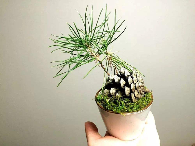 松子树长什么样，松树的特点（扔花盆就是“小盆景”）