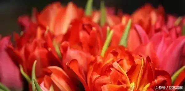 含有昆虫名称的四字词语有哪些，含有昆虫名称的四字成语（史上最全成语分类集锦）