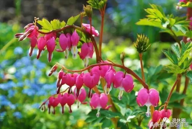 含有昆虫名称的四字词语有哪些，含有昆虫名称的四字成语（史上最全成语分类集锦）