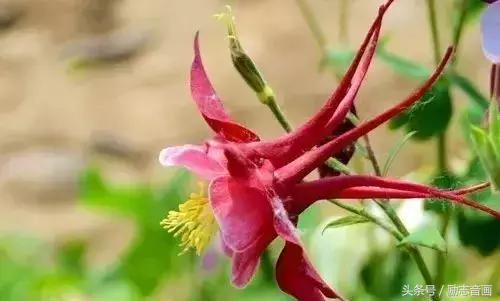 含有昆虫名称的四字词语有哪些，含有昆虫名称的四字成语（史上最全成语分类集锦）