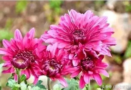 含有昆虫名称的四字词语有哪些，含有昆虫名称的四字成语（史上最全成语分类集锦）