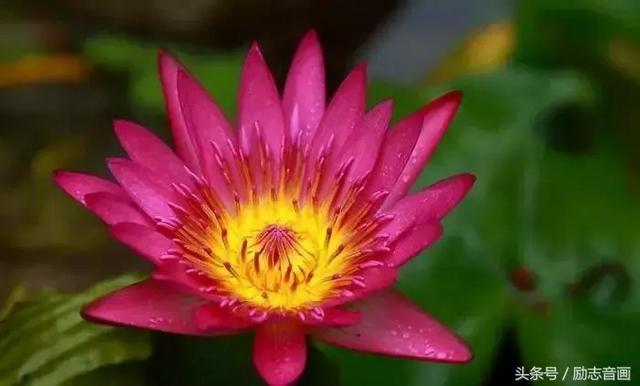 含有昆虫名称的四字词语有哪些，含有昆虫名称的四字成语（史上最全成语分类集锦）