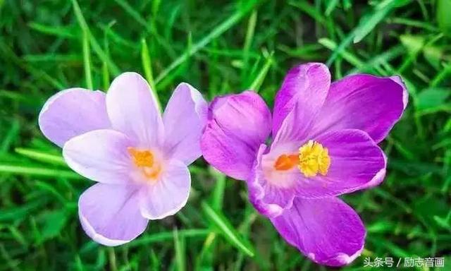 含有昆虫名称的四字词语有哪些，含有昆虫名称的四字成语（史上最全成语分类集锦）