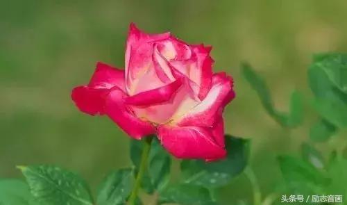 含有昆虫名称的四字词语有哪些，含有昆虫名称的四字成语（史上最全成语分类集锦）