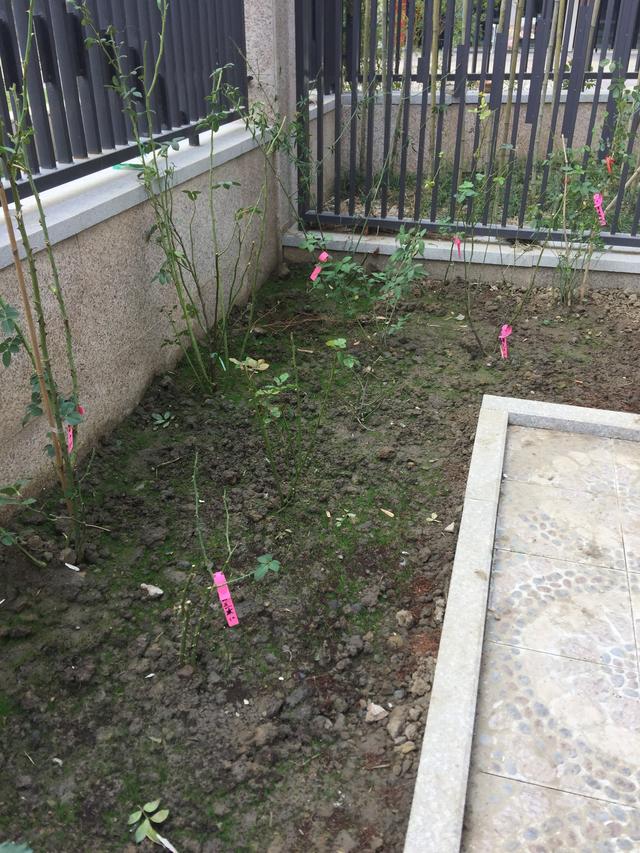 剪股颖草坪多少钱一平方，地毯草一斤种子能种多少平方（原来高尔夫球场的草这么高端）