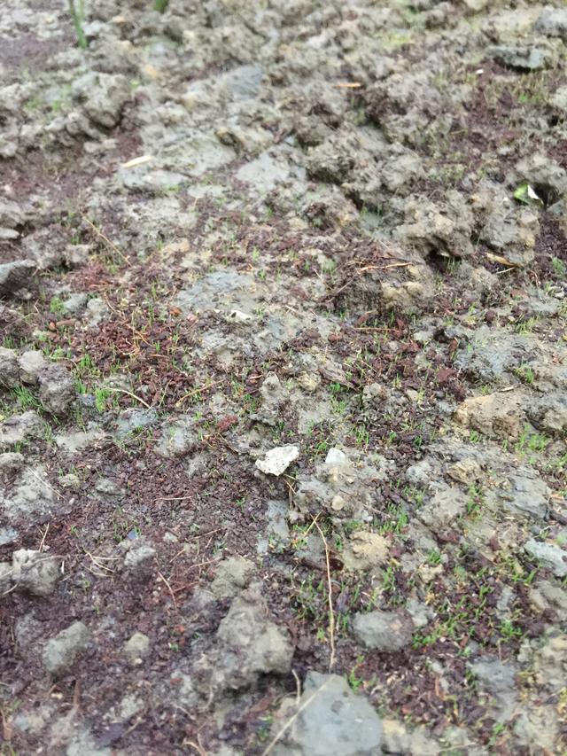 剪股颖草坪多少钱一平方，地毯草一斤种子能种多少平方（原来高尔夫球场的草这么高端）