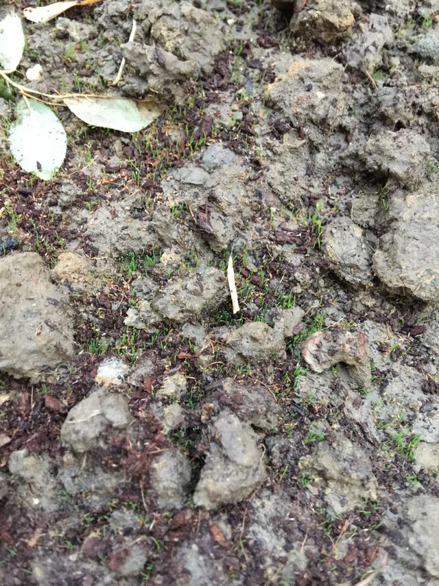 剪股颖草坪多少钱一平方，地毯草一斤种子能种多少平方（原来高尔夫球场的草这么高端）