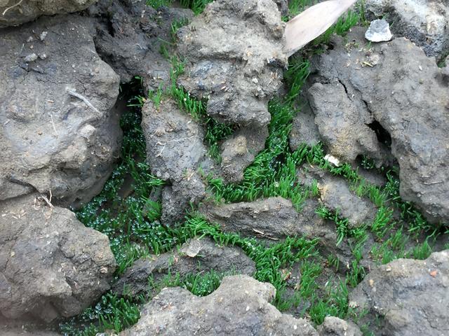 剪股颖草坪多少钱一平方，地毯草一斤种子能种多少平方（原来高尔夫球场的草这么高端）