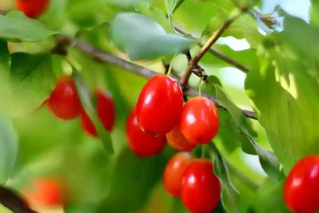 茱萸的象征意义是什么，茱萸的文化意蕴（重阳登高、插茱萸）