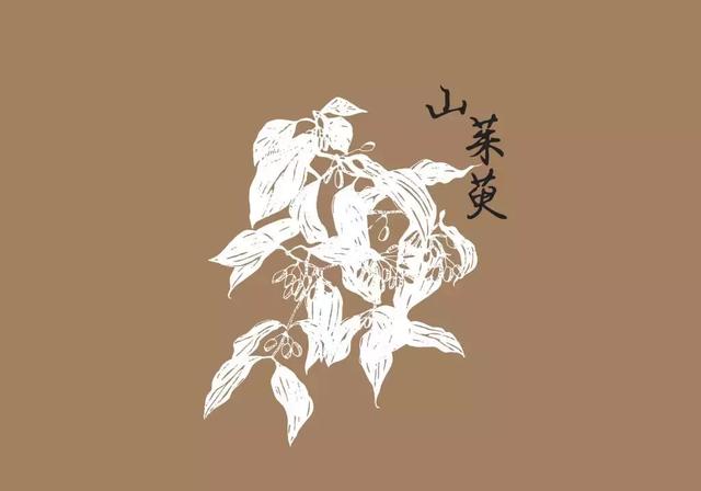 茱萸的象征意义是什么，茱萸的文化意蕴（重阳登高、插茱萸）