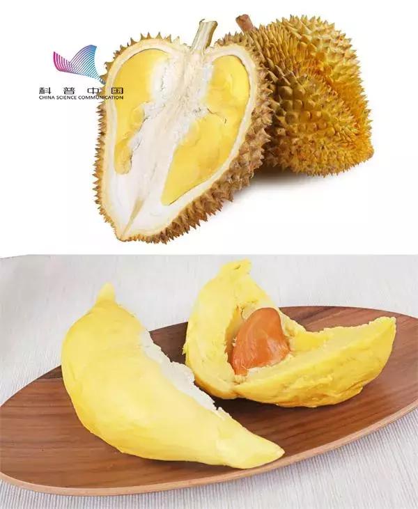 关于d24榴莲，D203榴莲（为什么有人闻榴莲觉得臭）