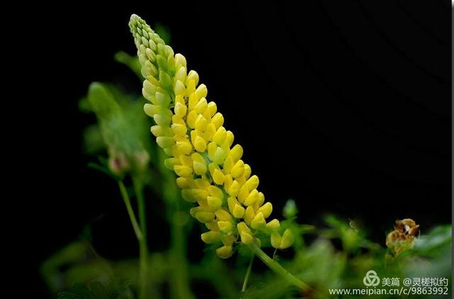 鲁冰花是什么花，鲁冰花是什么花的别称（鲁 冰 花）