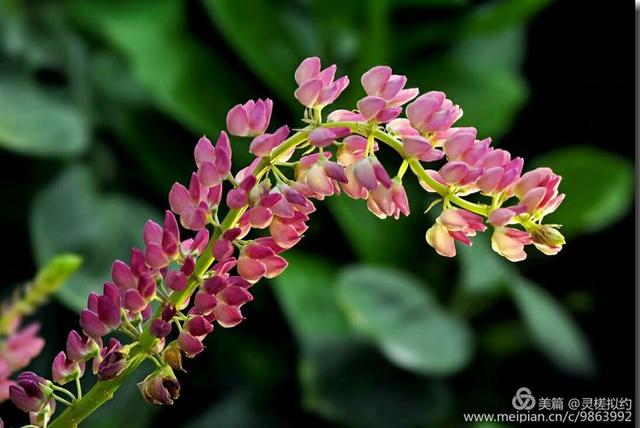 鲁冰花是什么花，鲁冰花是什么花的别称（鲁 冰 花）