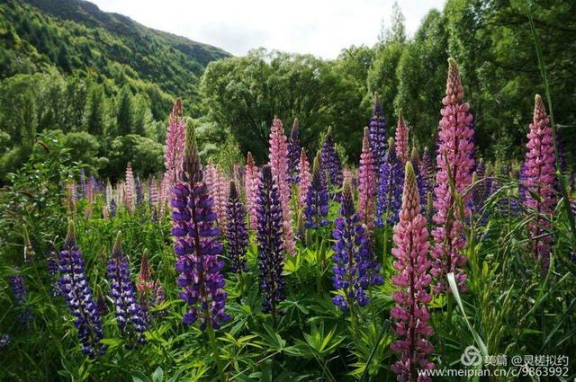 鲁冰花是什么花，鲁冰花是什么花的别称（鲁 冰 花）