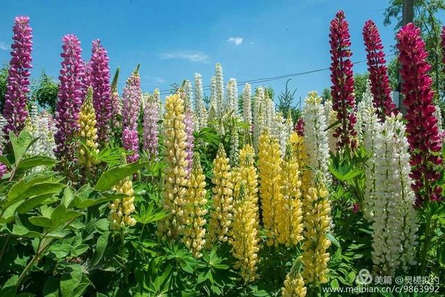 鲁冰花是什么花，鲁冰花是什么花的别称（鲁 冰 花）