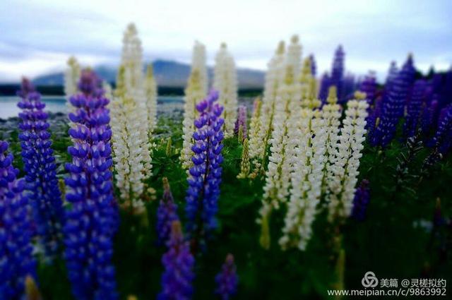 鲁冰花是什么花，鲁冰花是什么花的别称（鲁 冰 花）