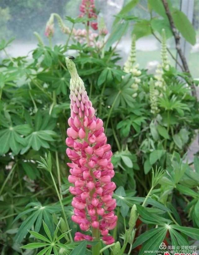 鲁冰花是什么花，鲁冰花是什么花的别称（鲁 冰 花）