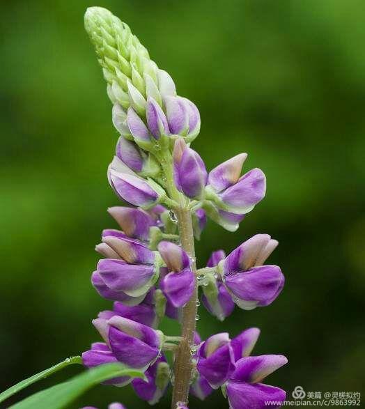 鲁冰花是什么花，鲁冰花是什么花的别称（鲁 冰 花）