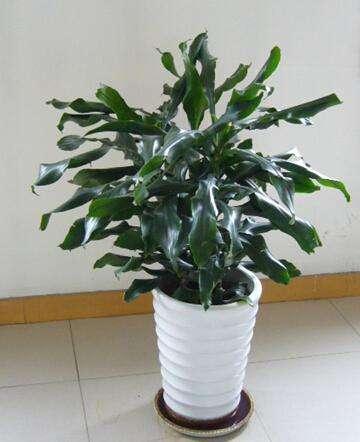 螺纹铁的寓意和风水，螺纹铁又叫什么名字（这些盆栽不要放卧室）