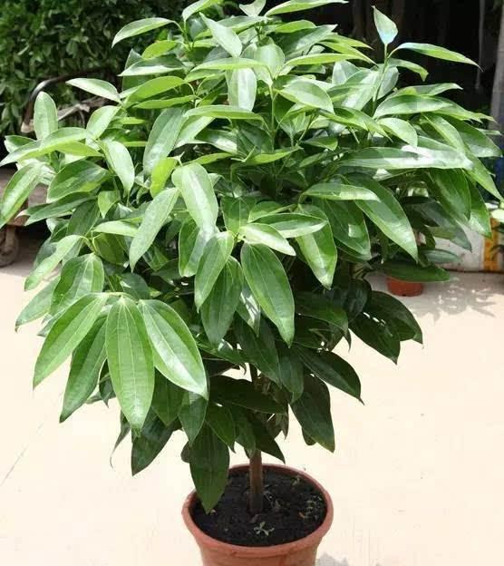 螺纹铁的寓意和风水，螺纹铁又叫什么名字（这些盆栽不要放卧室）