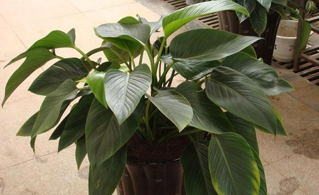 螺纹铁的寓意和风水，螺纹铁又叫什么名字（这些盆栽不要放卧室）