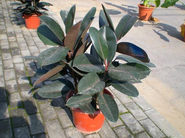 螺纹铁的寓意和风水，螺纹铁又叫什么名字（这些盆栽不要放卧室）