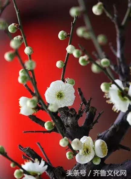 花中四君子指的是哪四种花，花中四君子指的是（花中四君子）