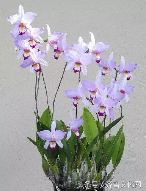 花中四君子指的是哪四种花，花中四君子指的是（花中四君子）