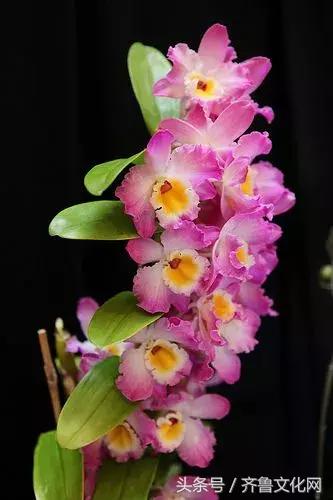 花中四君子指的是哪四种花，花中四君子指的是（花中四君子）