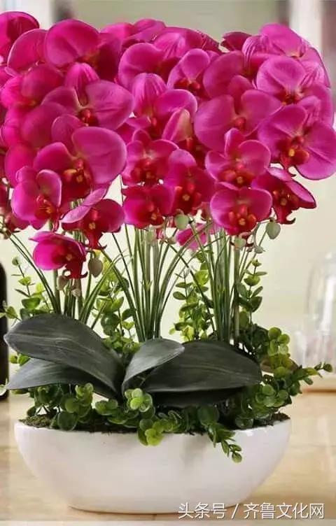 花中四君子指的是哪四种花，花中四君子指的是（花中四君子）