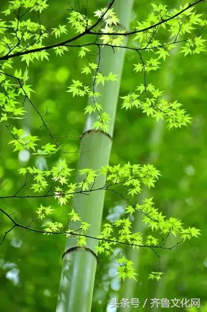 花中四君子指的是哪四种花，花中四君子指的是（花中四君子）