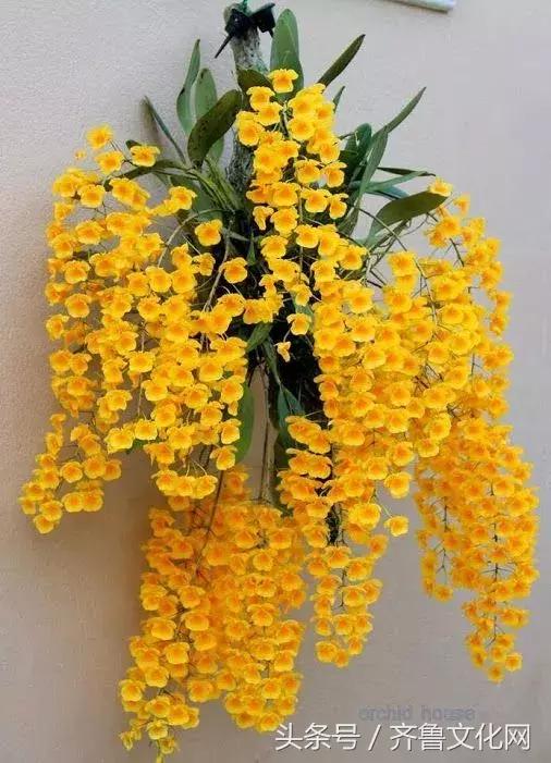 花中四君子指的是哪四种花，花中四君子指的是（花中四君子）