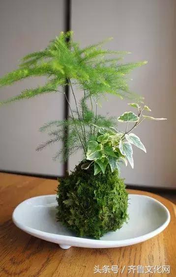 花中四君子指的是哪四种花，花中四君子指的是（花中四君子）