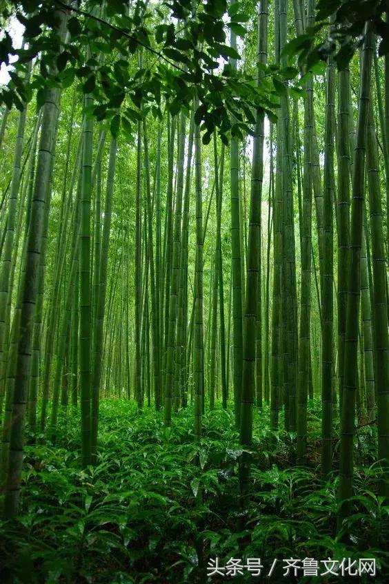 花中四君子指的是哪四种花，花中四君子指的是（花中四君子）