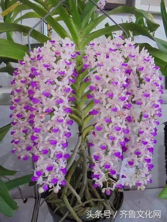 花中四君子指的是哪四种花，花中四君子指的是（花中四君子）