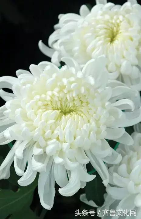 花中四君子指的是哪四种花，花中四君子指的是（花中四君子）