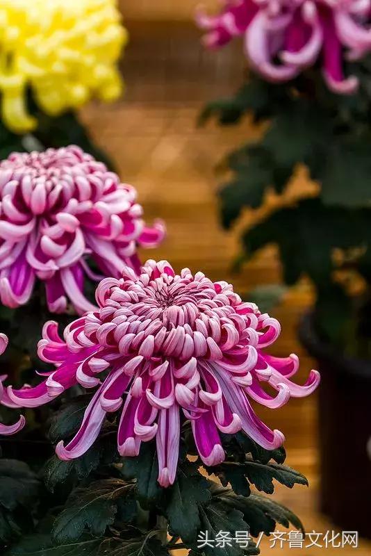 花中四君子指的是哪四种花，花中四君子指的是（花中四君子）