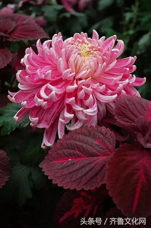 花中四君子指的是哪四种花，花中四君子指的是（花中四君子）