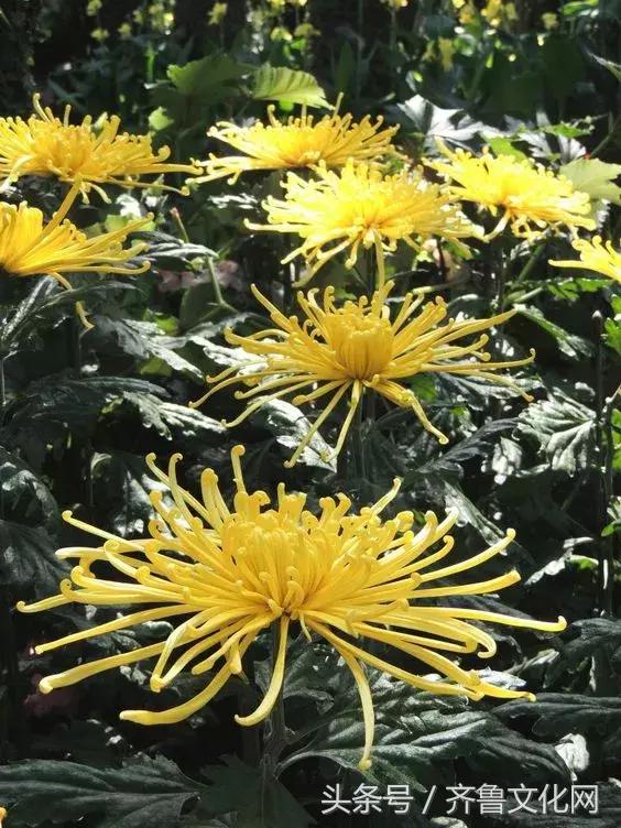 花中四君子指的是哪四种花，花中四君子指的是（花中四君子）