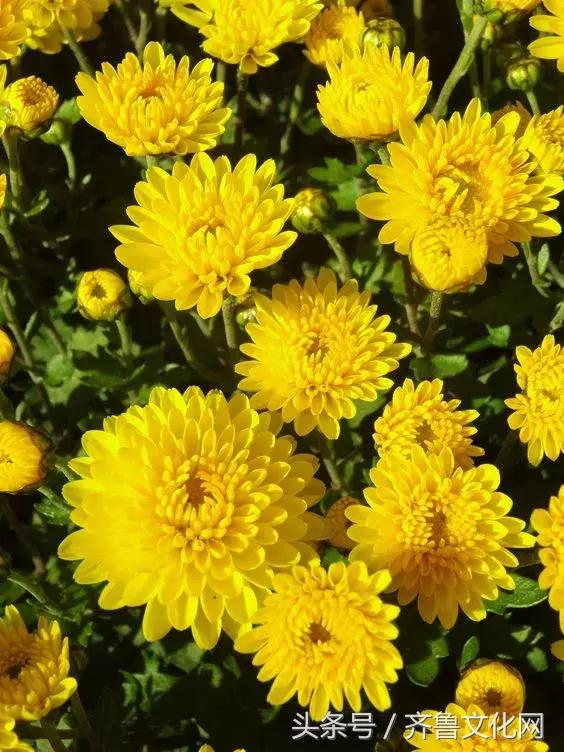 花中四君子指的是哪四种花，花中四君子指的是（花中四君子）