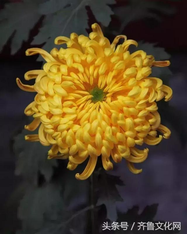 花中四君子指的是哪四种花，花中四君子指的是（花中四君子）