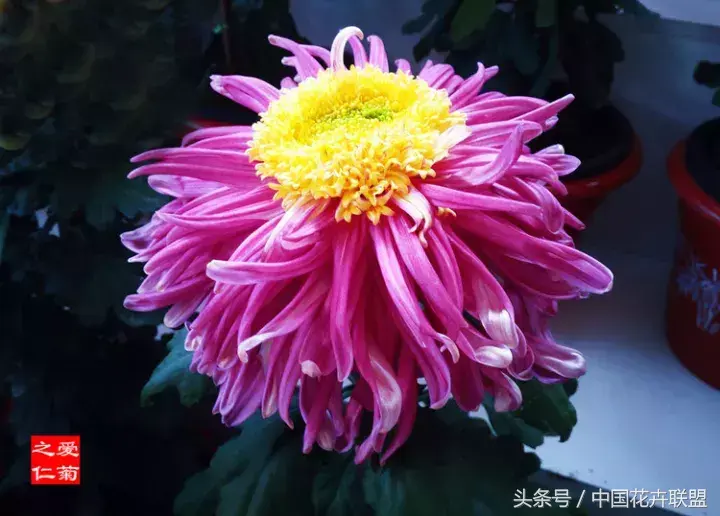 菊花中最珍贵品种图片